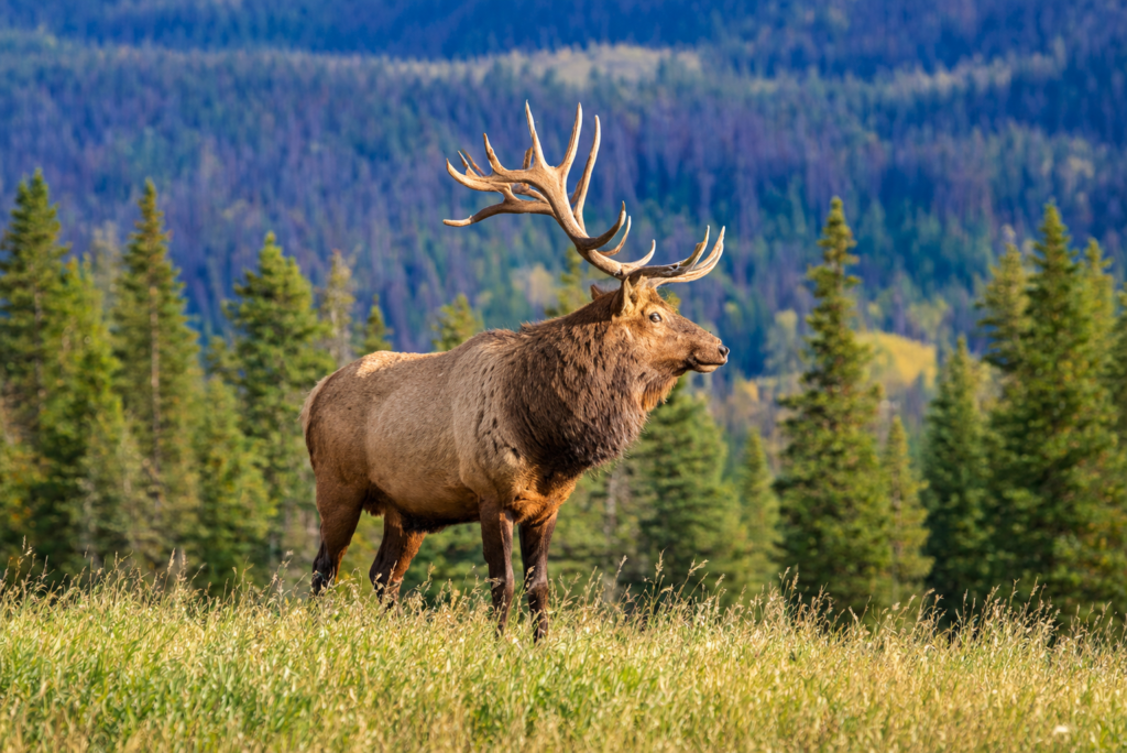 Canada Wildlife
